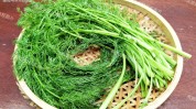 茴香菜图片立秋后吃黄瓜苦瓜不如吃它清香脆嫩全身是宝常吃对脾胃好