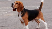比格犬,从狩猎犬到宠物犬的演变之路