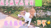 每日吃瓜51吃瓜,揭秘娱乐圈背后的那些事儿