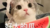娱乐吃瓜君网红虐猫,娱乐吃瓜君引发社会热议