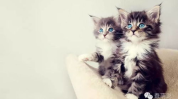 娱乐吃瓜酱小奶猫